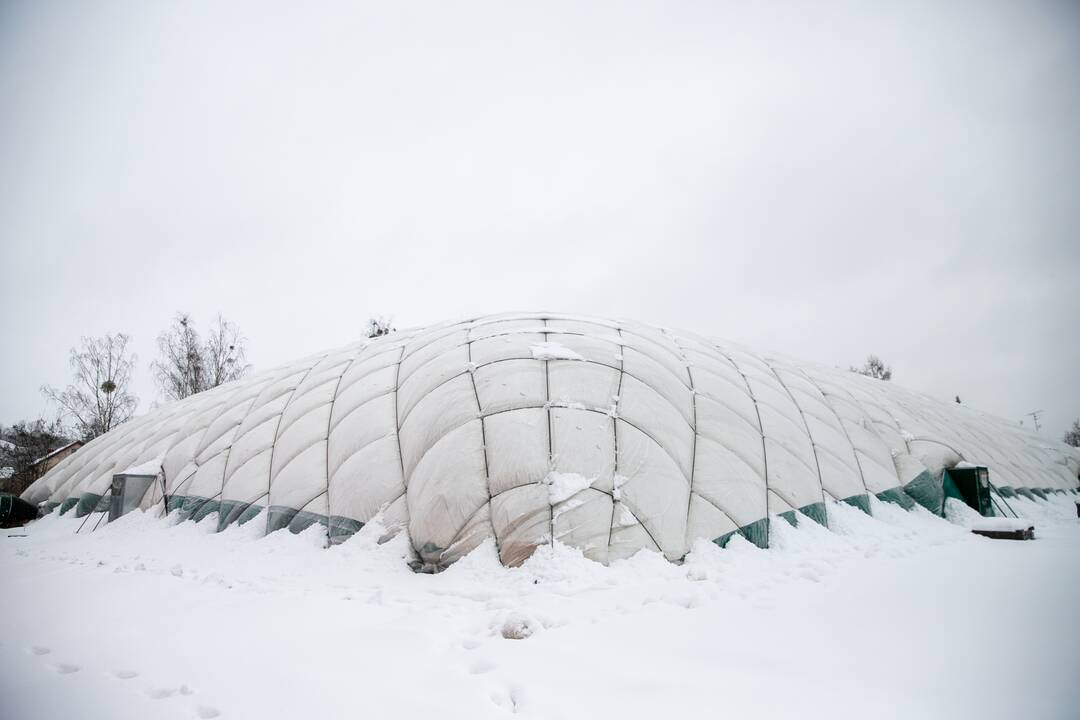 Gausus sniego sluoksnis padengė Kauno stogus