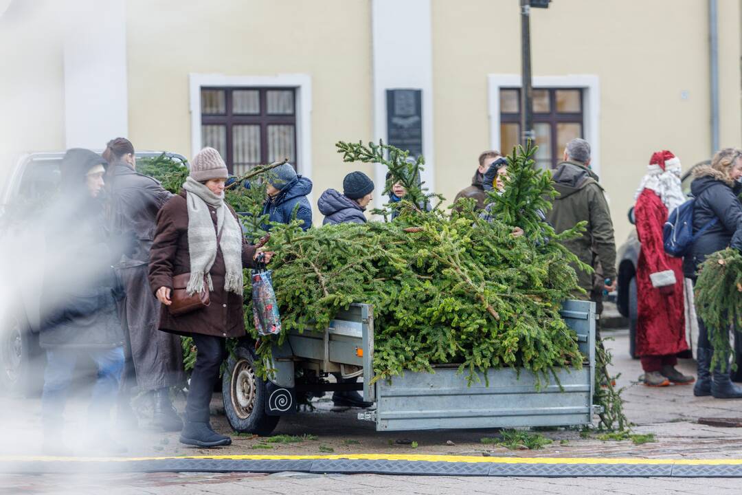 Kaune dalinamos nemokamos eglių šakos