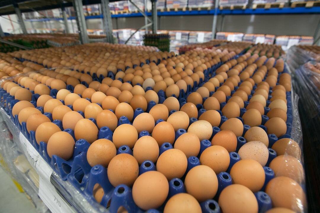 Ekspertų prognozės: kiaušiniai taps aukso kainos