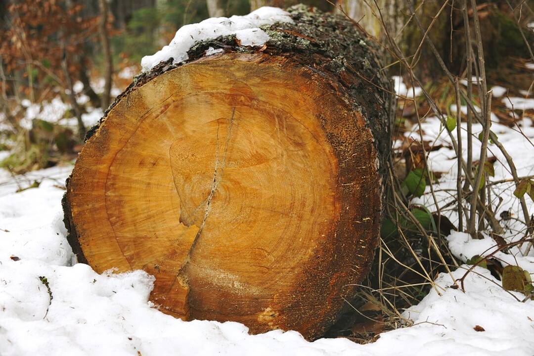 Miškų tarnyba: iki gruodžio išduoti leidimai kirsti mišką nebus naikinami