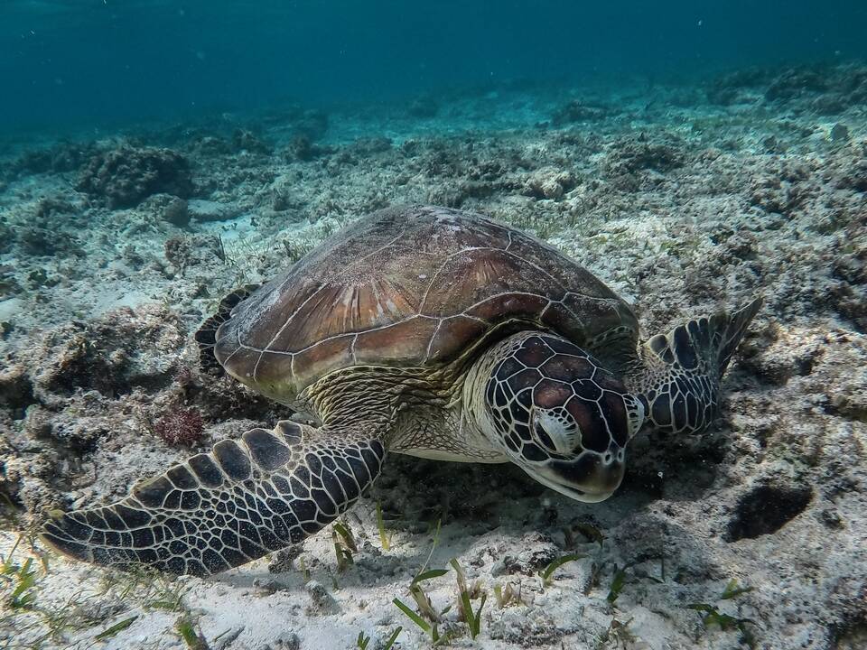 Japonijoje žvejys mirtinai subadė dešimtis saugomų vėžlių