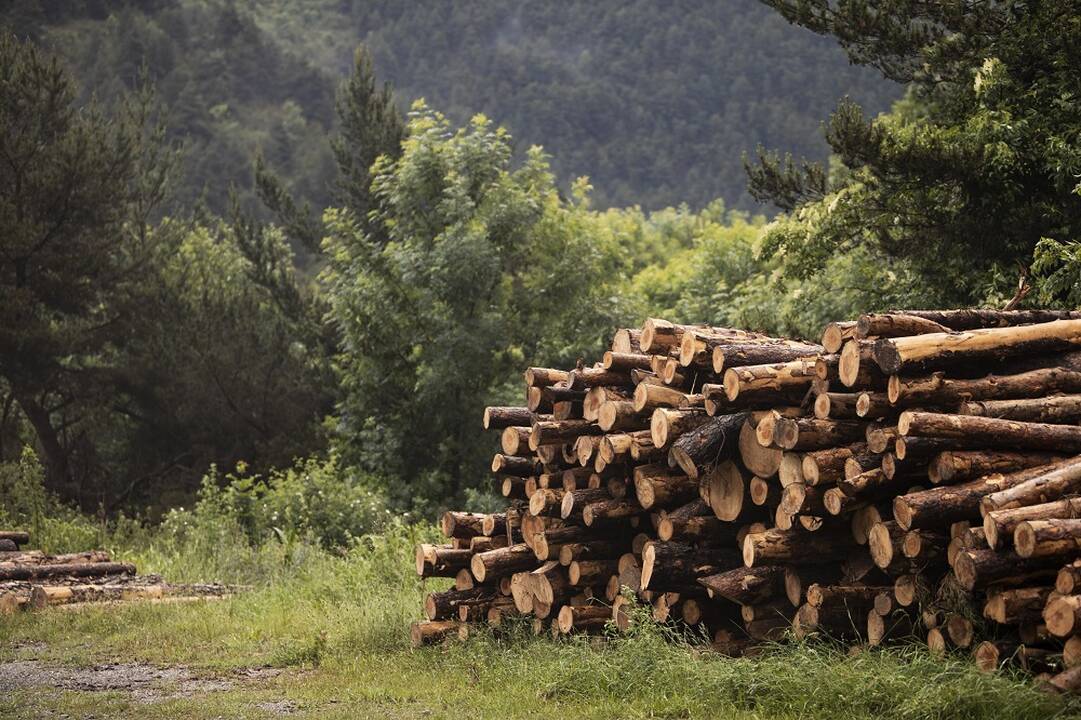 S. Gentvilas: malkų kainos pasiekė piką ir mažėja