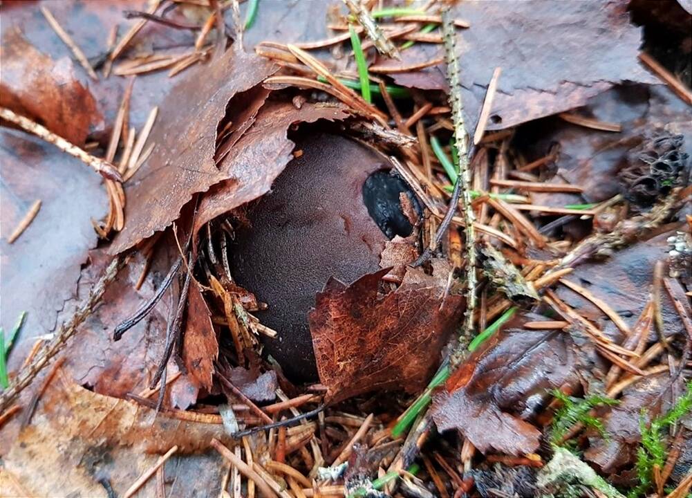 Paprastieji taukiai – išskirtinės išvaizdos ir biologijos grybai.