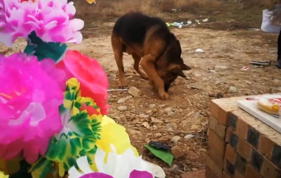 Aviganis netikėjo mirtimi