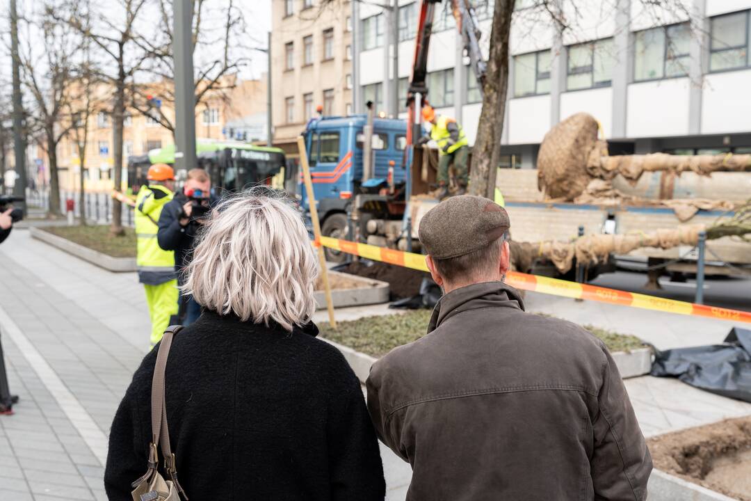 Laisvės alėjoje sodinamos liepos