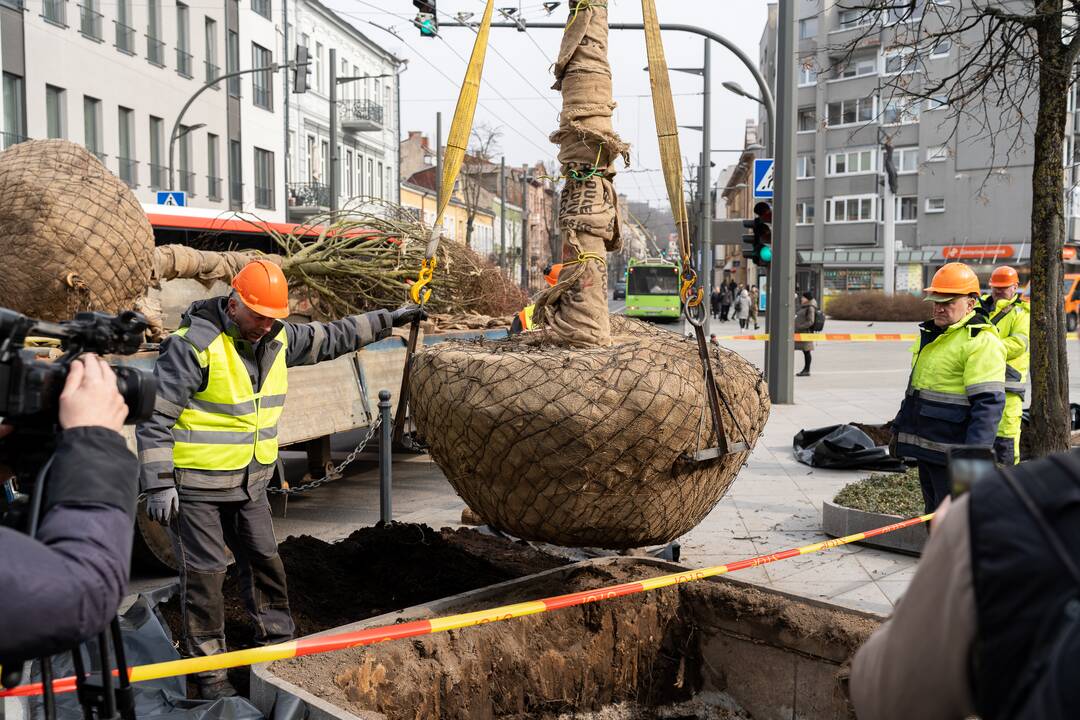 Laisvės alėjoje sodinamos liepos