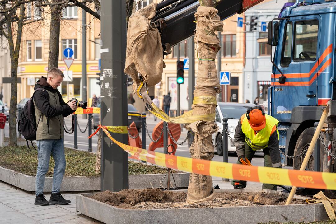 Laisvės alėjoje sodinamos liepos