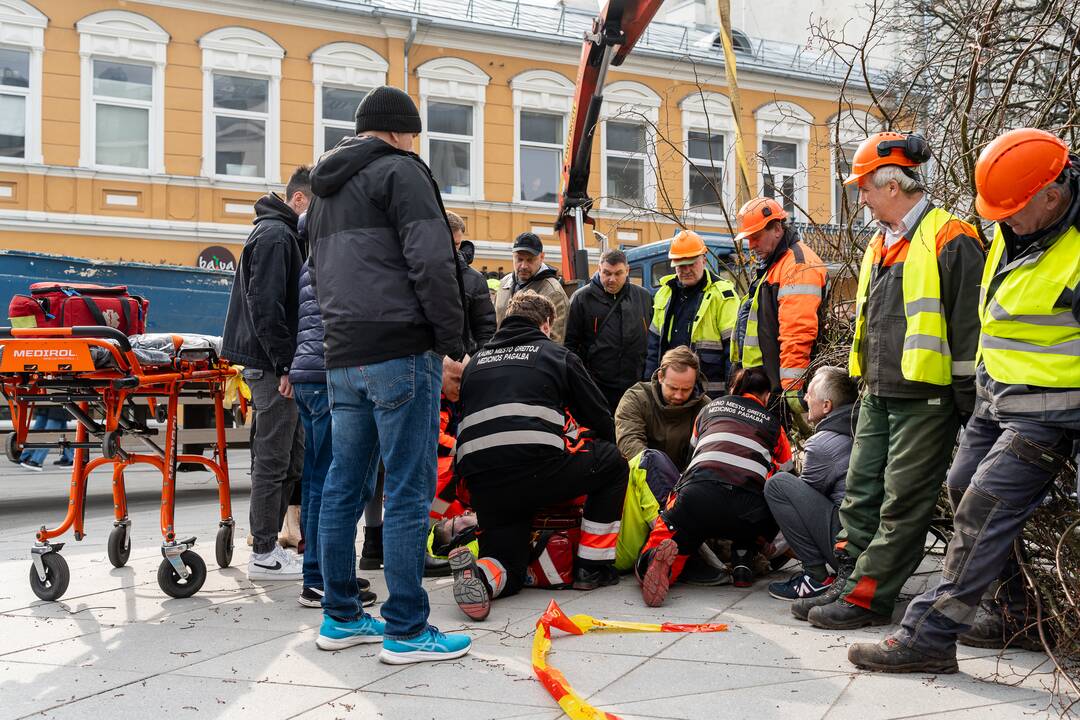 Laisvės alėjoje ant darbininko nuvirto liepa