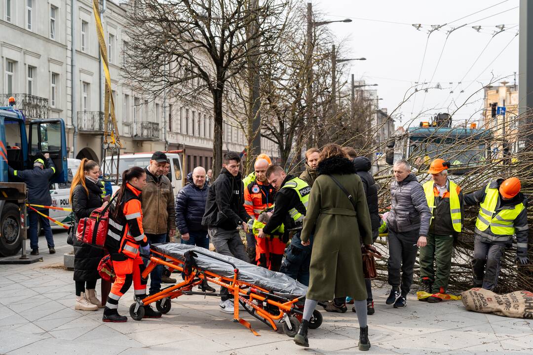 Laisvės alėjoje ant darbininko nuvirto liepa