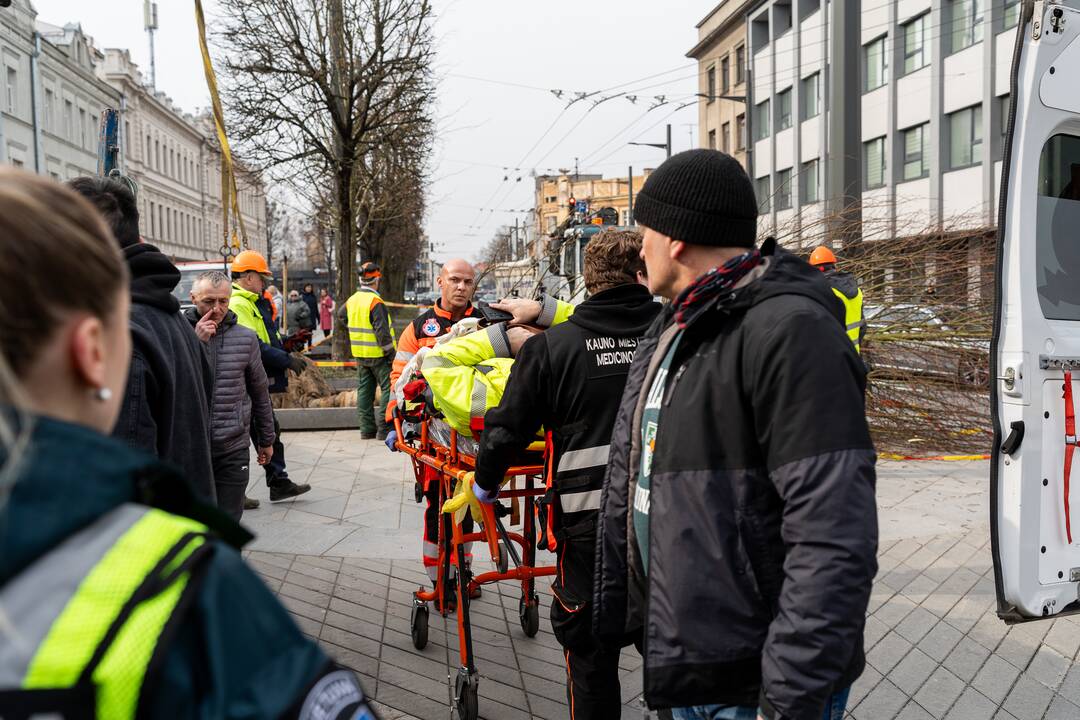 Laisvės alėjoje ant darbininko nuvirto liepa