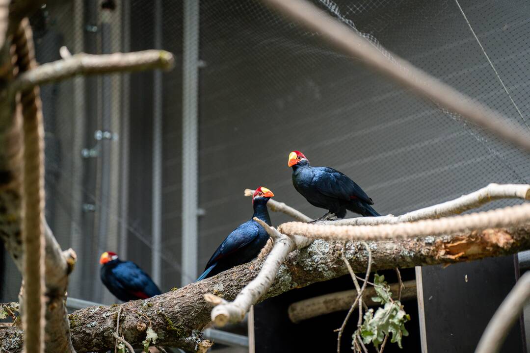 Lietuvos zoologijos sode – naujokas tinginys