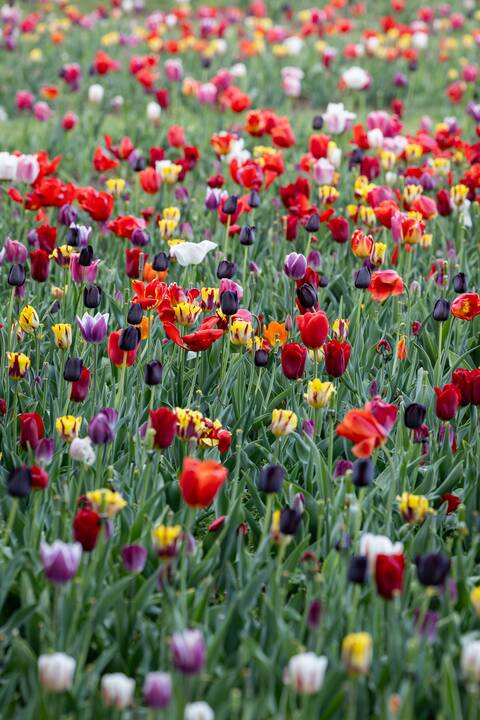 Botaninės naktys - Tas nuostabus Čiurlionio pasaulis 