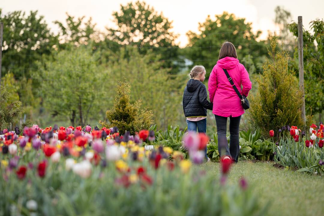 Botaninės naktys - Tas nuostabus Čiurlionio pasaulis 