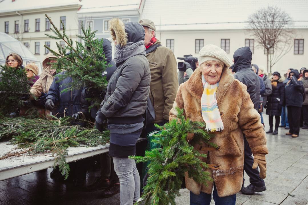 Dovana Kalėdoms: miškininkai miestų ir miestelių aikštėse dalys eglišakius