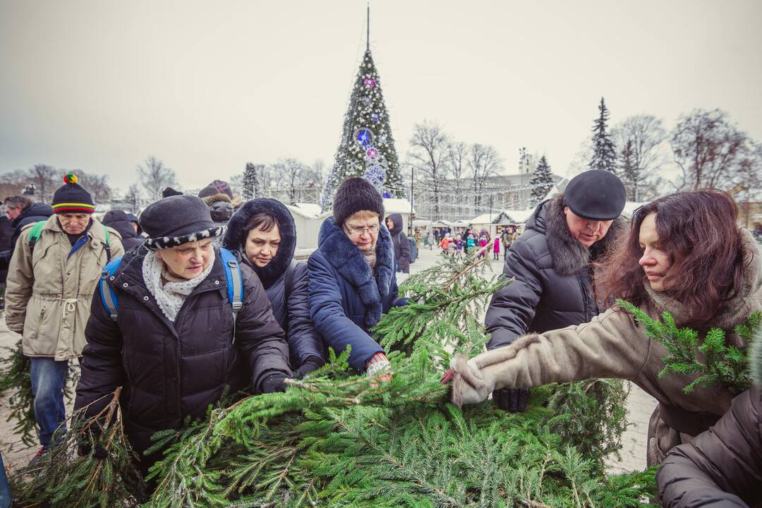 Miškininkai dalino eglių šakas