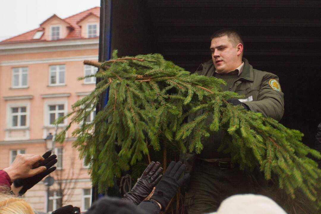 Paskelbė, kada ir kur miškininkai nemokamai dalins eglių šakas