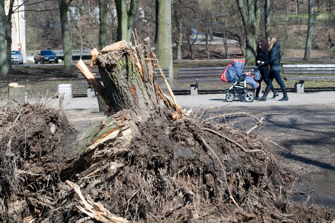 Seimo „aplinkosaugininkai“ susirūpino miesto medžių gerove