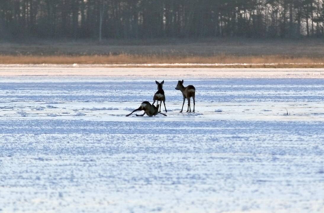 Šernai siunčia liūdną žinią stirnoms