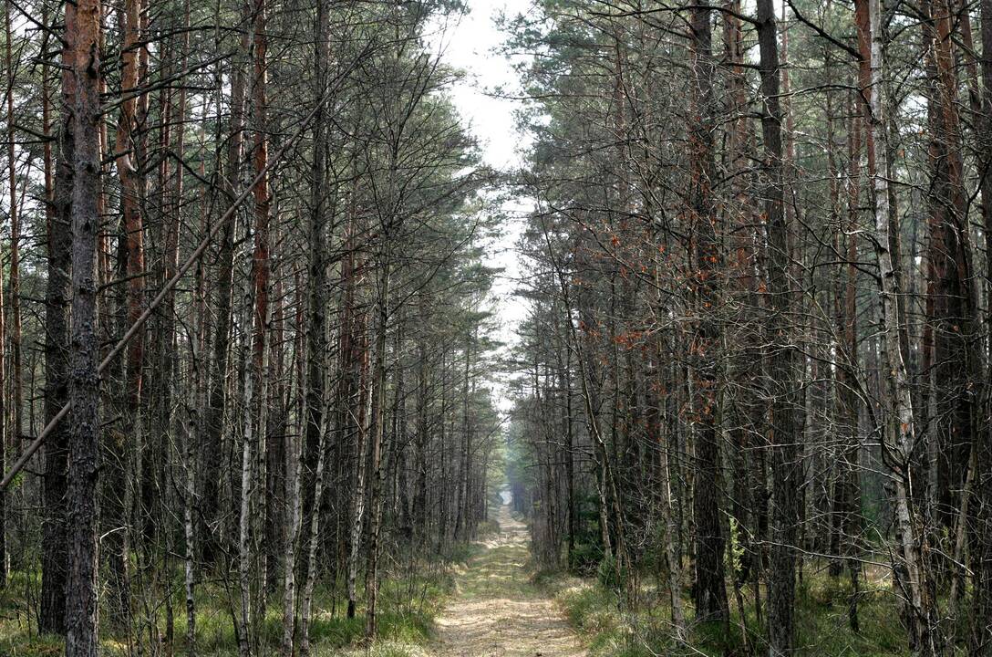 Seimo teisininkai: Miškų įstatymo pataisos gali prieštarauti Konstitucijai