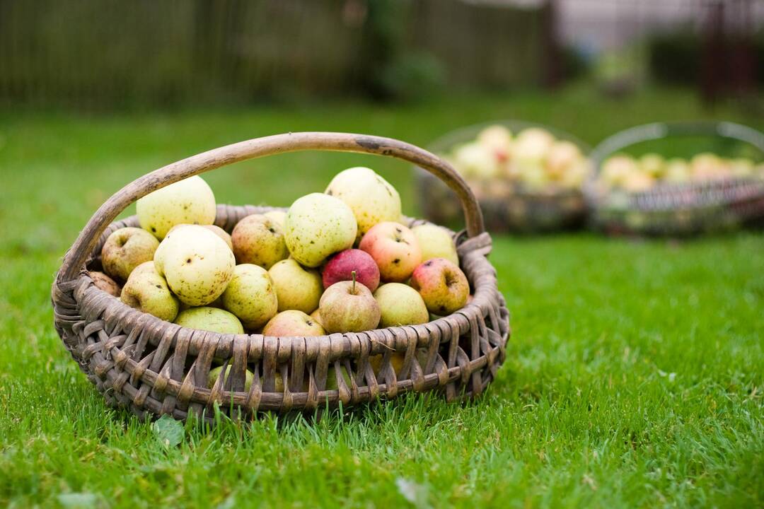 Šią savaitę dar džiugins malonūs orai