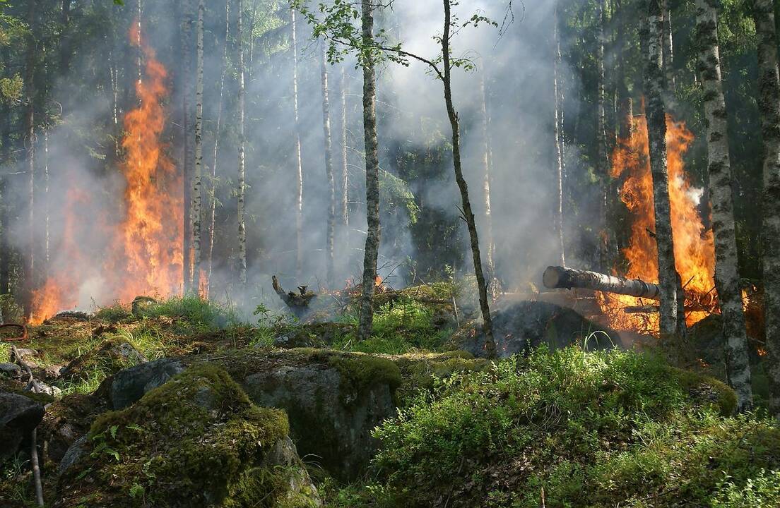 Pavojus miškams: gaisringumas Lietuvos miškuose išlieka aukštas
