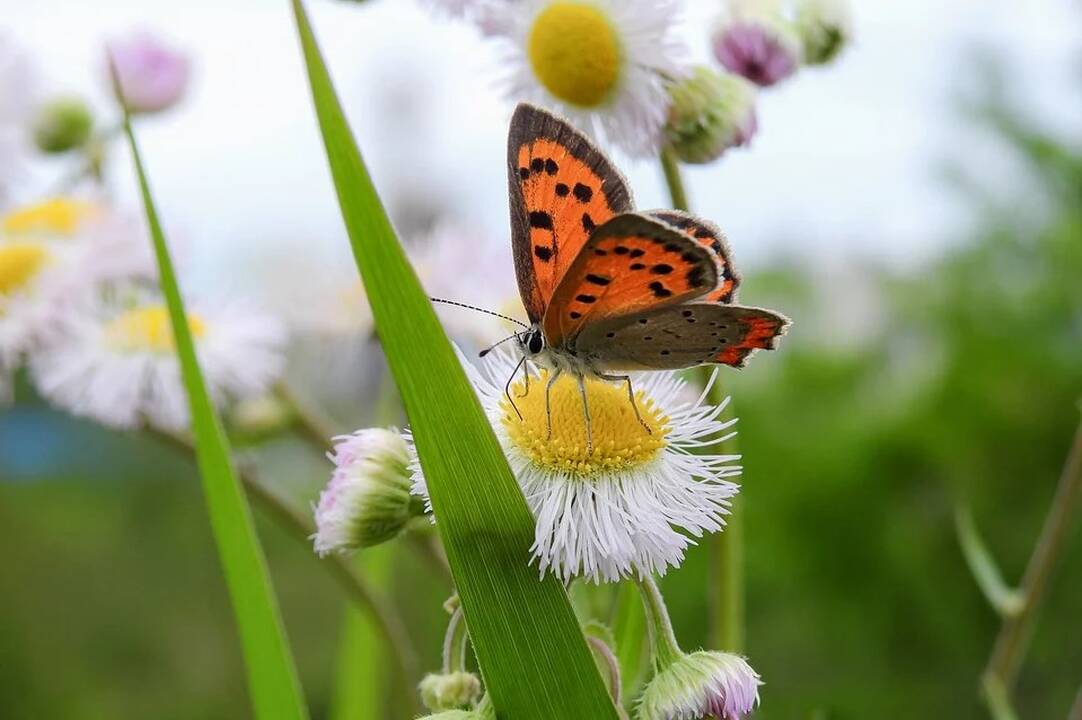 Dienos horoskopas 12 Zodiako ženklų (gegužės 18 d.)