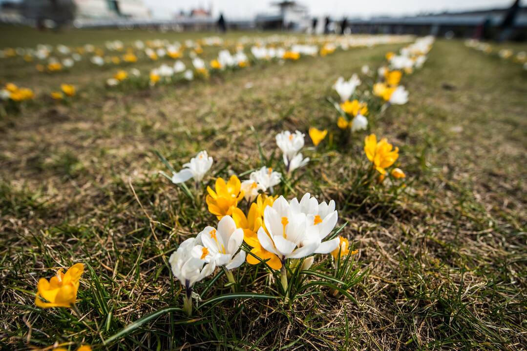 Orai: žiema taip lengvai trauktis neketina