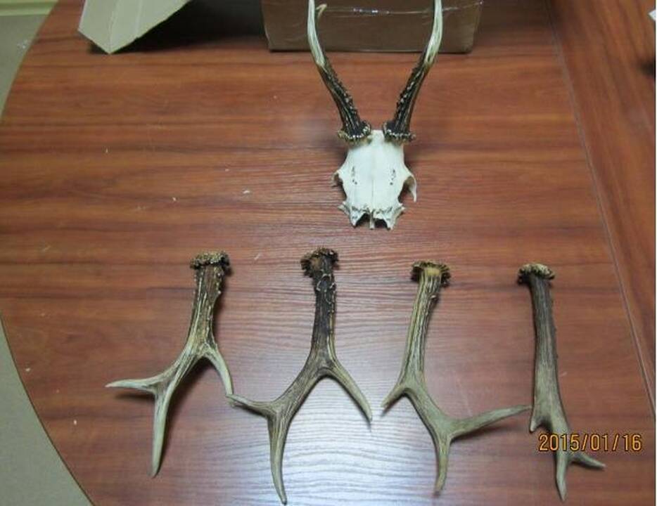 Į užsienį bandė išsiųsti gyvūnų ragus