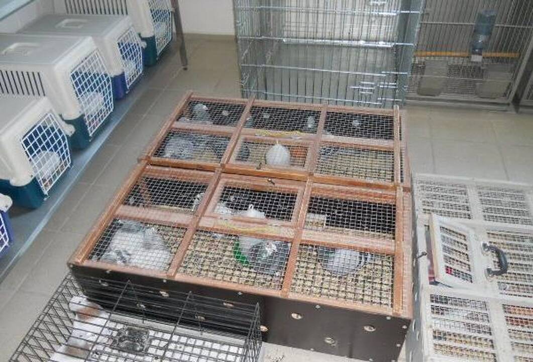 Nelegaliai iš Baltarusijos vežtus balandžius teko priglausti muitinei