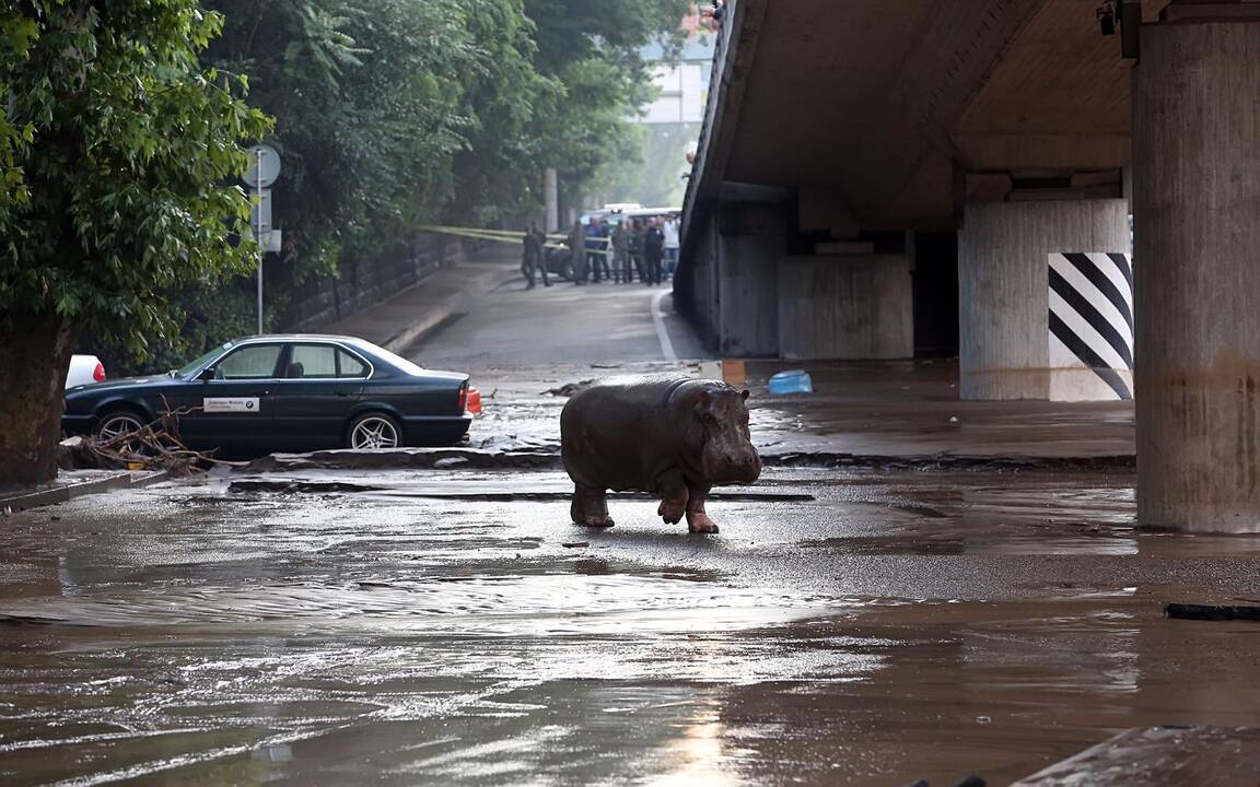 Gruzijoje tebeieškoma dingusių žmonių ir zoologijos sodo gyvūnų