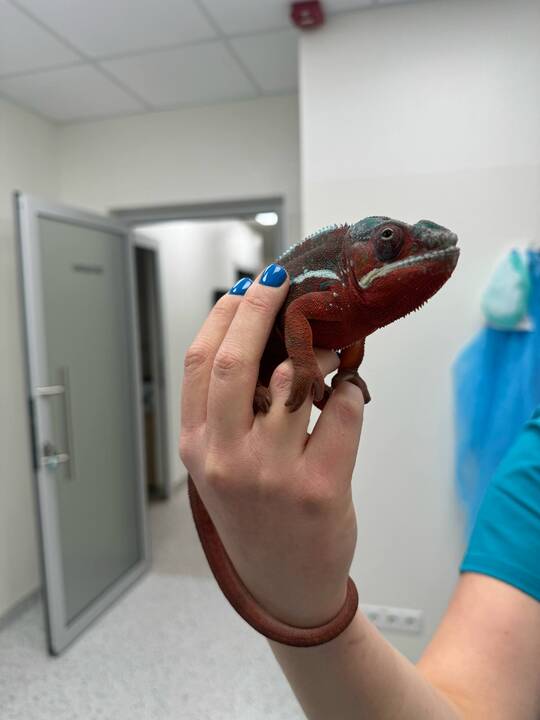 Išskirtiniai: I. Plungytei tenka gydyti net zoologijos sodo gyvūnus. Ant jos rankų – išskirtinė beždžionėlė paprastoji marmozetė.