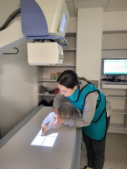 Išskirtiniai: I. Plungytei tenka gydyti net zoologijos sodo gyvūnus. Ant jos rankų – išskirtinė beždžionėlė paprastoji marmozetė.