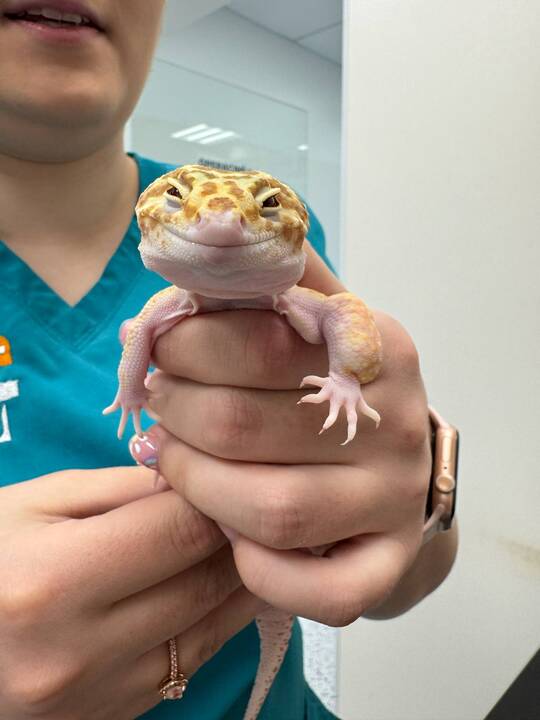 Išskirtiniai: I. Plungytei tenka gydyti net zoologijos sodo gyvūnus. Ant jos rankų – išskirtinė beždžionėlė paprastoji marmozetė.