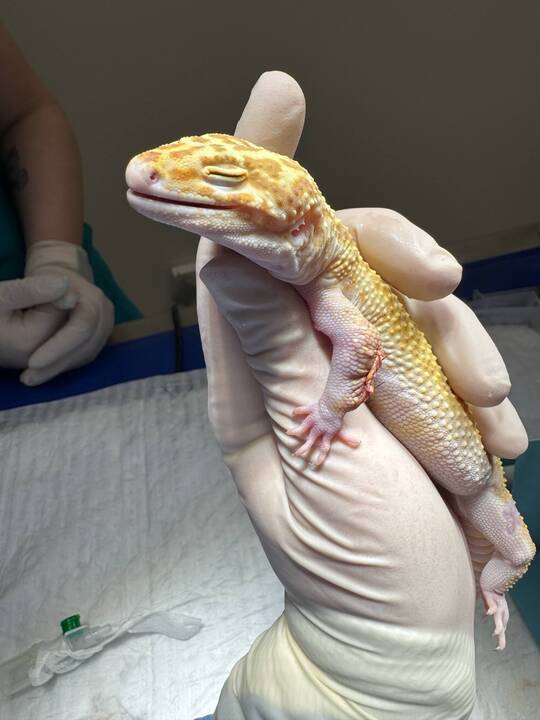 Išskirtiniai: I. Plungytei tenka gydyti net zoologijos sodo gyvūnus. Ant jos rankų – išskirtinė beždžionėlė paprastoji marmozetė.