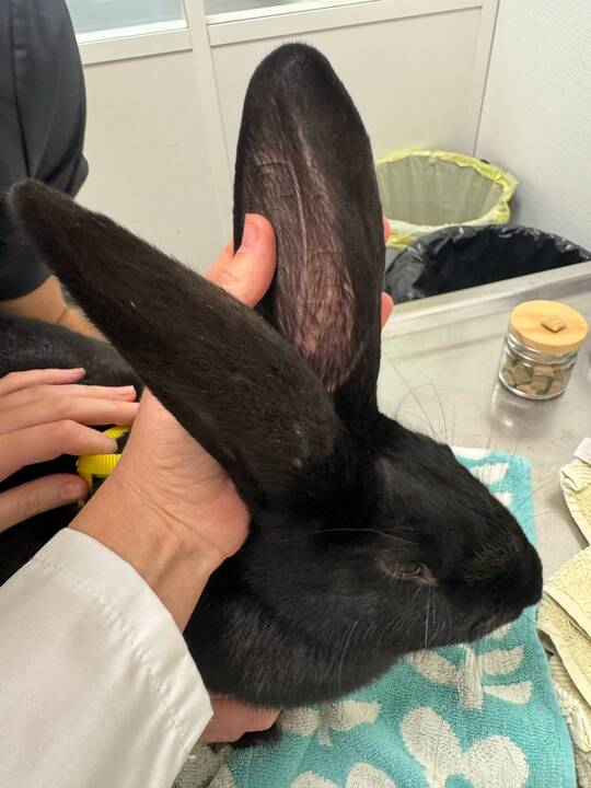 Išskirtiniai: I. Plungytei tenka gydyti net zoologijos sodo gyvūnus. Ant jos rankų – išskirtinė beždžionėlė paprastoji marmozetė.