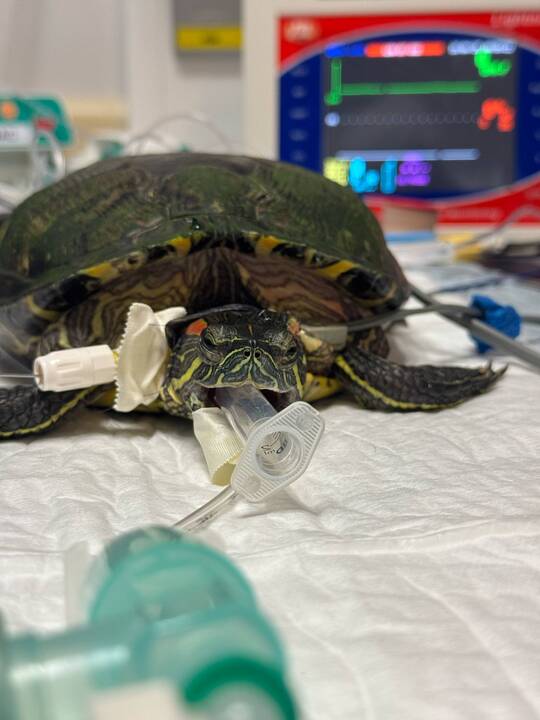 Išskirtiniai: I. Plungytei tenka gydyti net zoologijos sodo gyvūnus. Ant jos rankų – išskirtinė beždžionėlė paprastoji marmozetė.