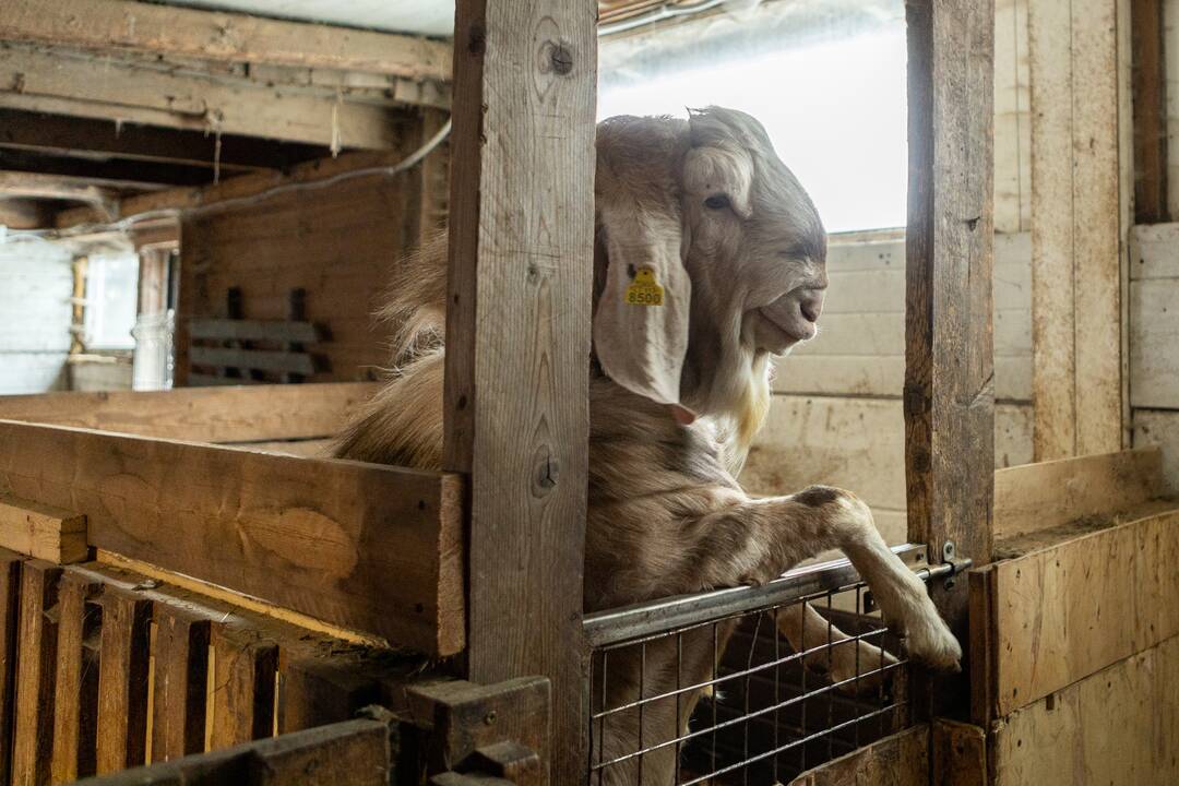 Nuotaika: R. Kabašinskienę labiausiai pralinksmina mažiausi augintiniai.
