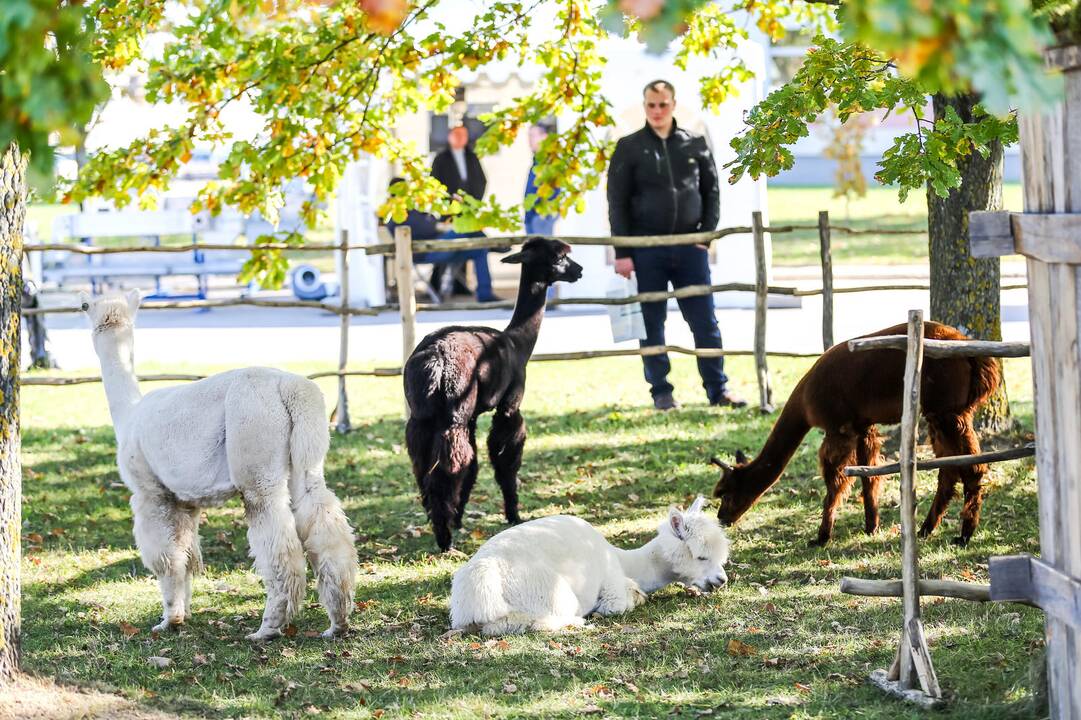Paroda „Sprendimų ratas 2014“