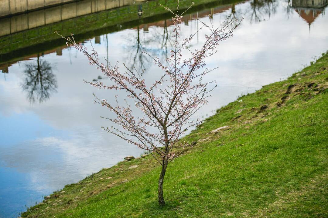 Pražydo Nemuno saloje augančios sakuros