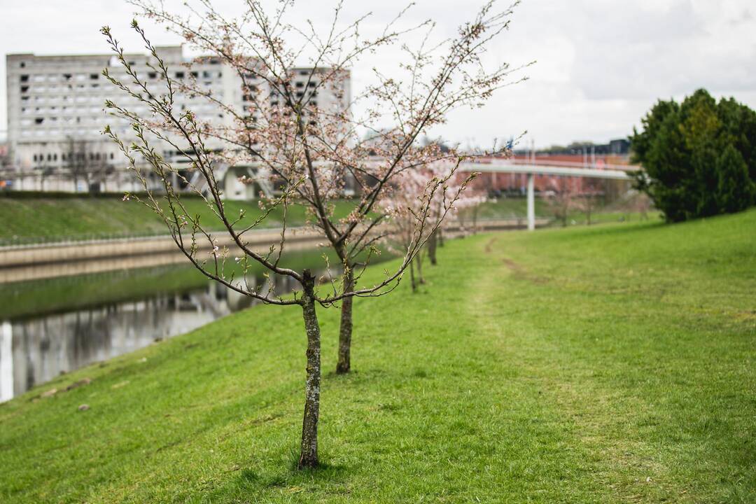 Pražydo Nemuno saloje augančios sakuros