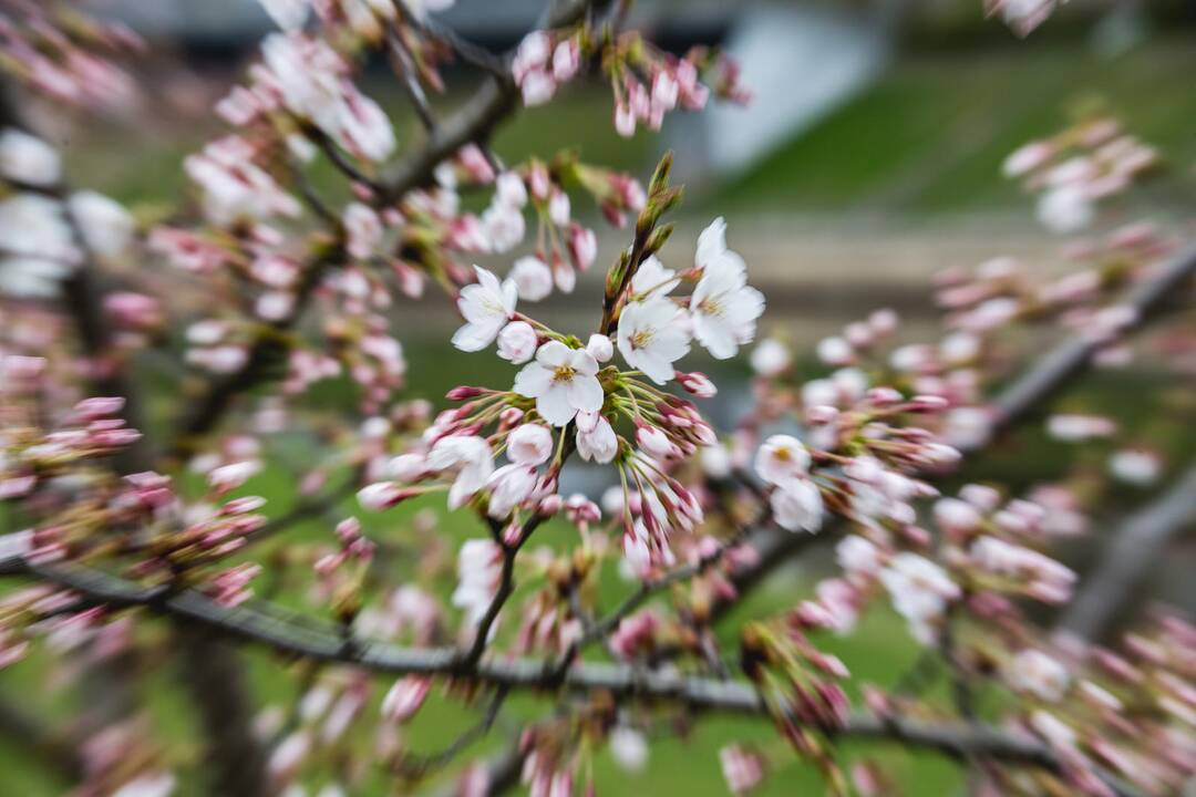 Pražydo Nemuno saloje augančios sakuros