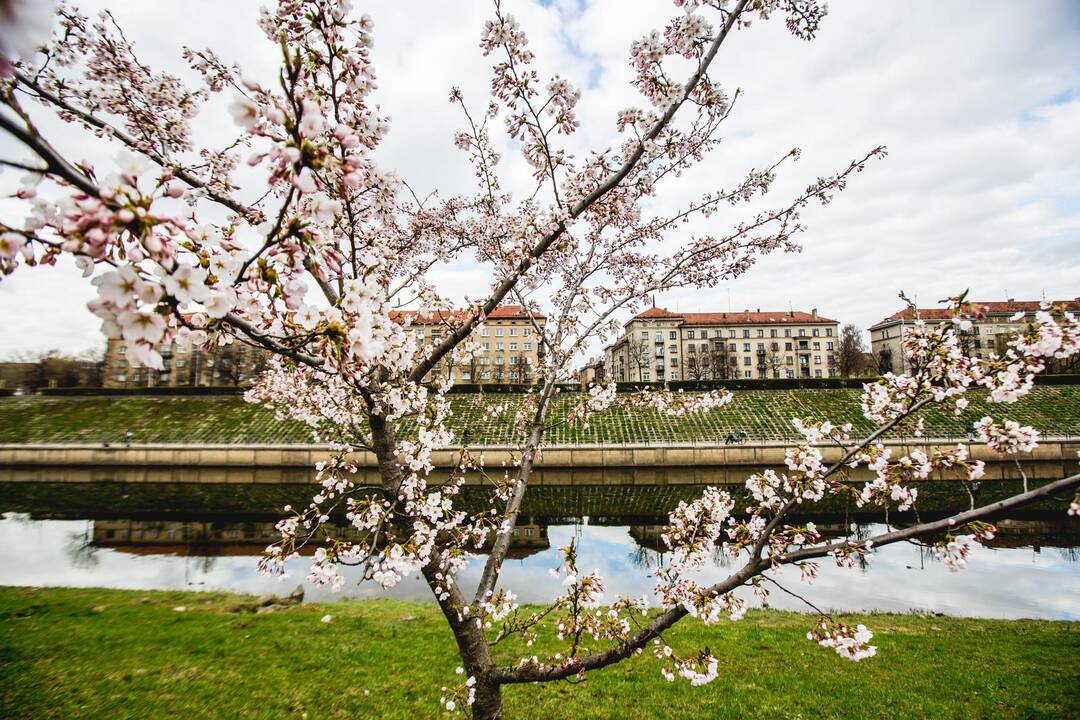 Pražydo Nemuno saloje augančios sakuros