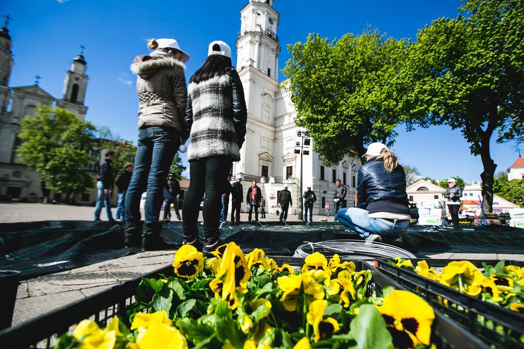 Rotušės aikštėje iš gėlių dėliojamas Europos žemėlapis