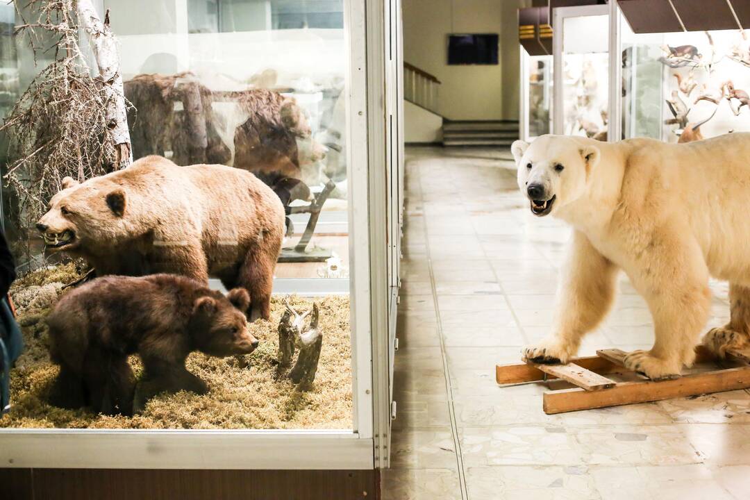 Kasparas persikėlė į T.Ivanausko zoologijos muziejų