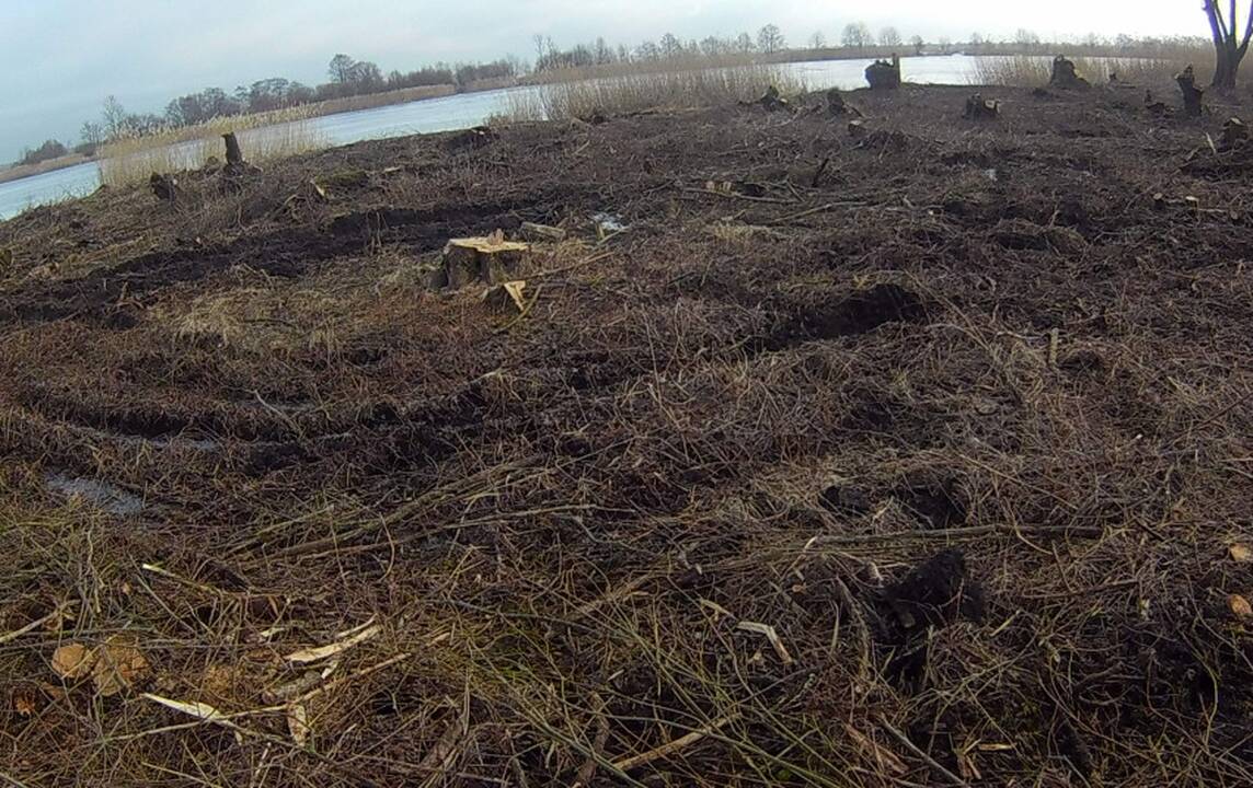 Tęsiamas tyrimas dėl Rusnėje iškirstų medžių: aptikta 4,5 tūkst. kelmų