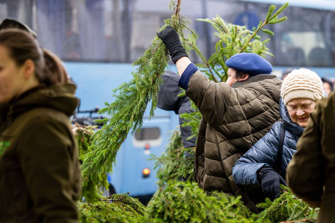 Miškininkų organizuojama nemokamų eglės šakų dalijimo akcija