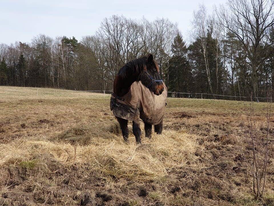 Iš ganyklų Kauno rajone pabėgo žirgas: šeimininkai prašo pagalbos