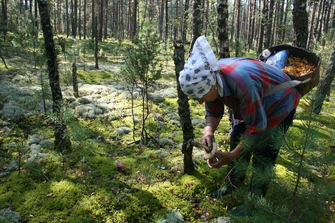 Paveldas: ypatingas statusas suteiktas pintinių juostų kūrimui, poledinei stintelių žvejybai Lūšių ežere, lietuvininkų dainavimui, šilinių dzūkų grybavimo ir Žolinės atlaidų Krekenavoje tradicijoms, Lietuvos totorių gastronomijai.