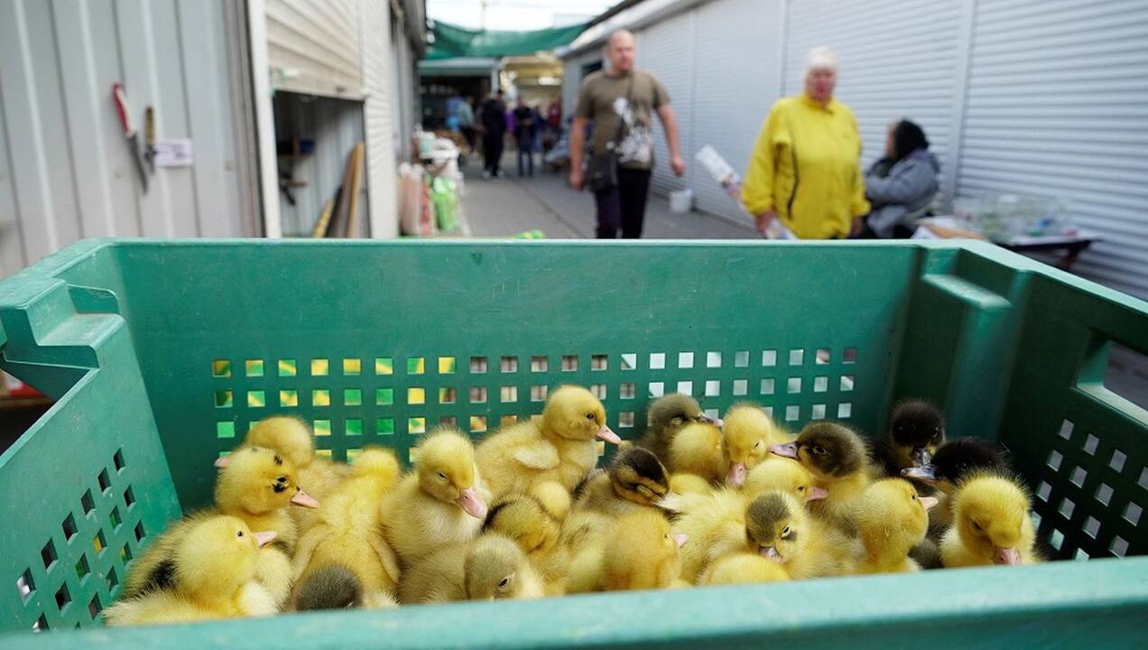 Rusijos kontroliuojamo Melitopolio turguje nugriaudėjo sprogimas