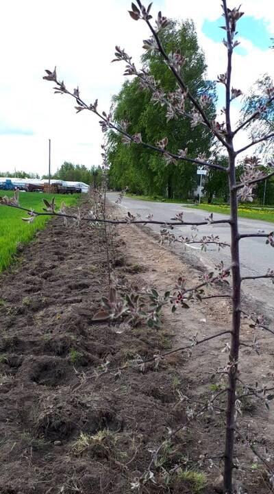 Žydėjimas: kai kurie pasodinti augalai jau džiugina žiedais.